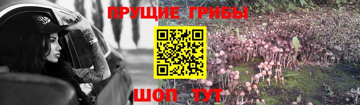 Елизово  Псилоцибиновые грибы GOLDEN TEACHER  Вход с VPN 